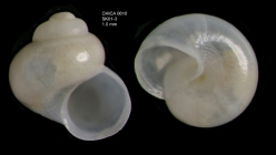 Anekes paucistriata War, 1992Shell from Gulf of Cadiz, INDEMARES/CHICA 0610 cruise, Shipek grab SK1.3 (1.0 mm)