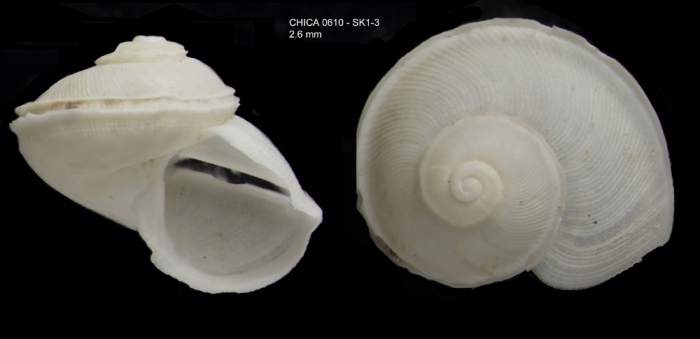 Anatoma tenuisculpta (Seguenza, 1880)Shell from Gulf of Cadiz, INDEMARES/CHICA 0610 cruise, Shipek grab SK1.3 (2.6 mm) Anatoma tenuisculpta (Seguenza, 1880)Shell from Gulf of Cadiz, INDEMARES/CHICA 0610 cruise, Shipek grab SK1.3 (2.6 mm)
