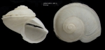 Anatoma tenuisculpta (Seguenza, 1880)Shell from Gulf of Cadiz, INDEMARES/CHICA 0610 cruise, Shipek grab SK1.3 (2.6 mm)