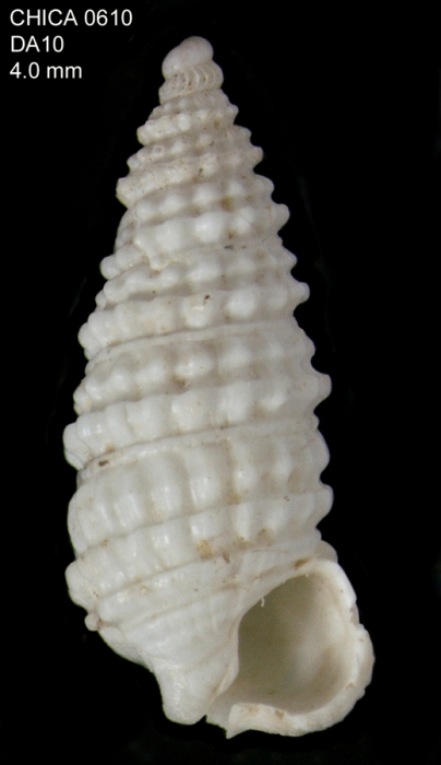 Onchodia valeriae (Giusti, 1987)Shell from Gulf of Cadiz, INDEMARES/CHICA 0610 cruise, dredge DA10, 390 m (4.0 mm)