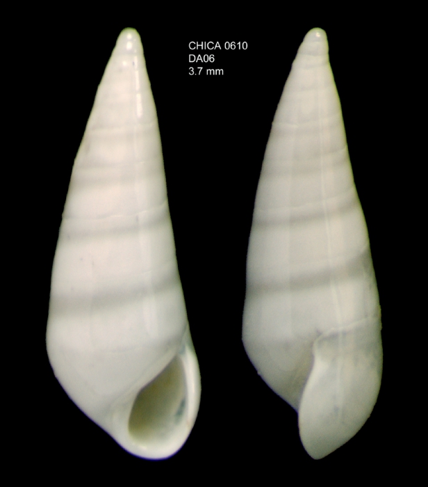 Melanella doederleini (Brusina, 1886)Shell from Gulf of Cadiz, INDEMARES/CHICA 0610 cruise, dredge DA6, 478 m (3.7 mm) Melanella doederleini (Brusina, 1886)Shell from Gulf of Cadiz, INDEMARES/CHICA 0610 cruise, dredge DA6, 478 m (3.7 mm)