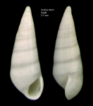 Melanella doederleini (Brusina, 1886)Shell from Gulf of Cadiz, INDEMARES/CHICA 0610 cruise, dredge DA6, 478 m (3.7 mm)