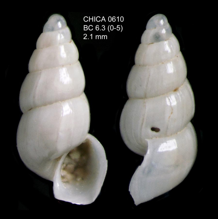 Aclis gulsonae  (W. Clark, 1850)Gulf of Cadiz, INDEMARES/CHICA 0610 cruise, box-core BC6.3, 369 m (2.1 mm); 