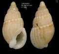 Mollusca (molluscs)