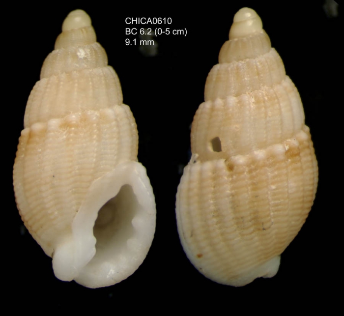 Tritia coralligena (Pallary, 1900)Gulf of Cadiz, INDEMARES/CHICA 0610 cruise, box core BC6.2, 371 m (9.1 mm); Tritia coralligena (Pallary, 1900)Gulf of Cadiz, INDEMARES/CHICA 0610 cruise, box core BC6.2, 371 m (9.1 mm);