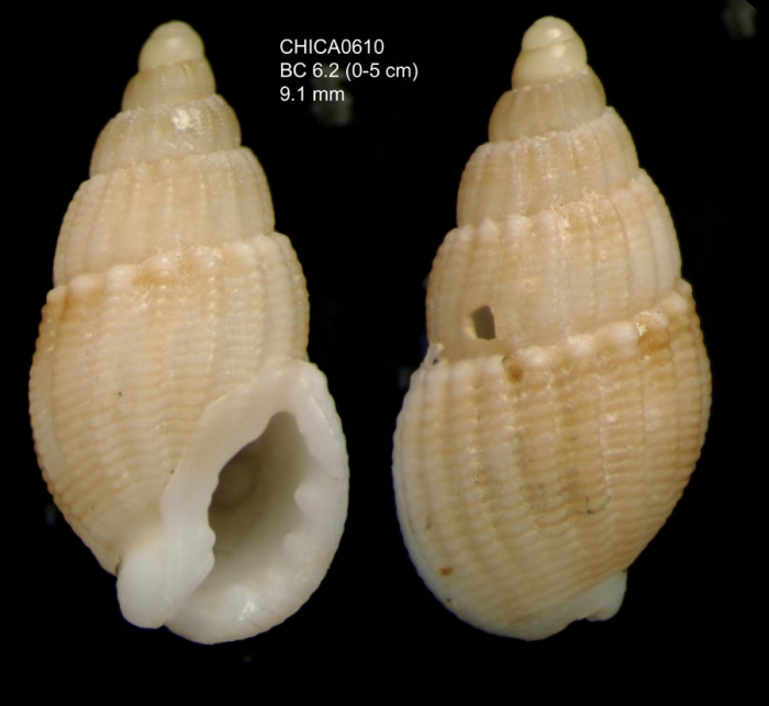 Tritia coralligena (Pallary, 1900)Gulf of Cadiz, INDEMARES/CHICA 0610 cruise, box core BC6.2, 371 m (9.1 mm); 