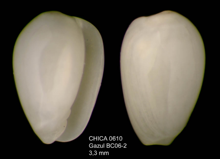 Gibberula turgidula (Locard and Caziot, 1900)Gulf of Cadiz, INDEMARES/CHICA 0610 cruise, box-core BC6.2 (3.3 mm)