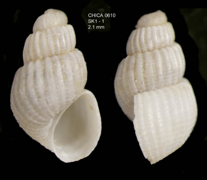Pyrgulina stefanisi (Jeffreys, 1869)Gulf of Cadiz, INDEMARES/CHICA 0610 cruise, Shipek grab SK1.1, 461 m (2.1 mm) Pyrgulina stefanisi (Jeffreys, 1869)Gulf of Cadiz, INDEMARES/CHICA 0610 cruise, Shipek grab SK1.1, 461 m (2.1 mm)