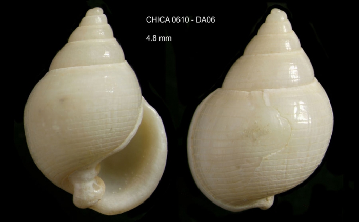 Ringicula gianninii F. Nordsieck, 1974Gulf of Cadiz, INDEMARES/CHICA 0610 cruise, dredge DA6, 478 m (4.8 mm) Ringicula gianninii F. Nordsieck, 1974Gulf of Cadiz, INDEMARES/CHICA 0610 cruise, dredge DA6, 478 m (4.8 mm)