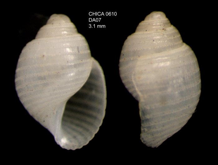 Acteon monterosatoi Dautzenerg, 1889Gulf of Cadiz, INDEMARES/CHICA 0610 cruise, dredge DA7, 495 m (3.1 mm)