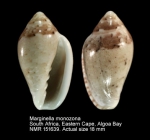 Marginella monozona