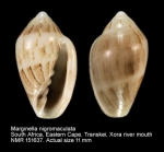 Marginella nigromaculata