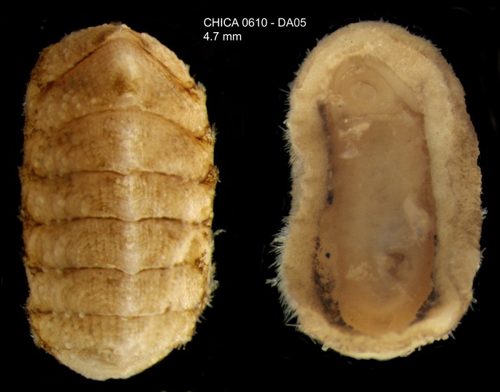 Hanleya hanleyi (Bean, 1844)Specimen from Gulf of Cadiz, INDEMARES/CHICA 0610 cruise, dredge DA5, 422 m (4.7 mm) Hanleya hanleyi (Bean, 1844)Specimen from Gulf of Cadiz, INDEMARES/CHICA 0610 cruise, dredge DA5, 422 m (4.7 mm)