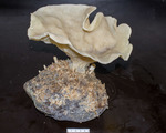 Plicatellopsis bowerbanki stalked sponge on rock