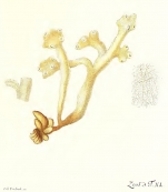 Spongia ossiformis Müller