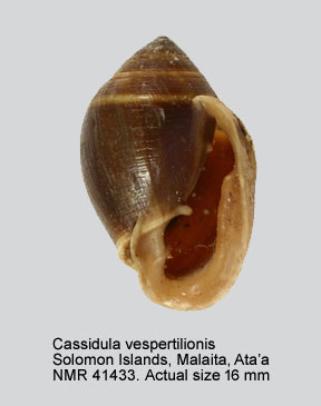 Cassidula vespertilionis
