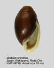 Ellobium chinense