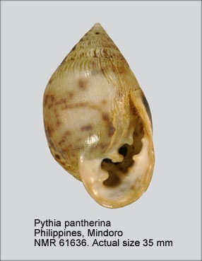 Pythia pantherina