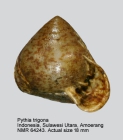 Pythia trigona