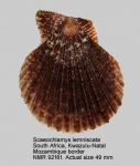 Scaeochlamys lemniscata
