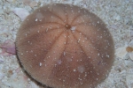 Echinolampas crassa