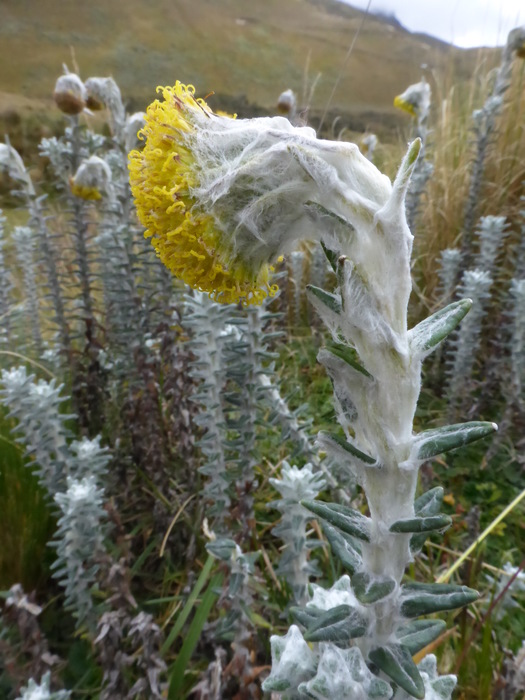 Capitulum detail