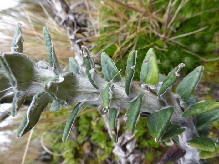 Leaf detail