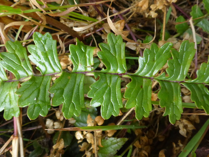 Leaf detail