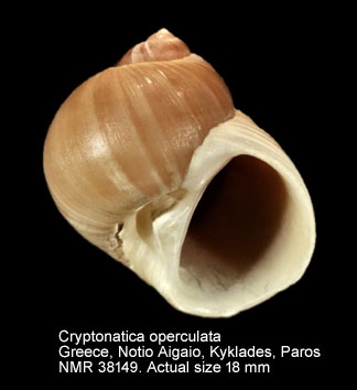 Cryptonatica operculata