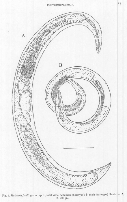 Fusivermis fertilis Tchesunov, 1996 Fusivermis fertilis Tchesunov, 1996