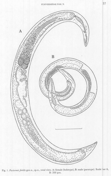 Fusivermis fertilis Tchesunov, 1996