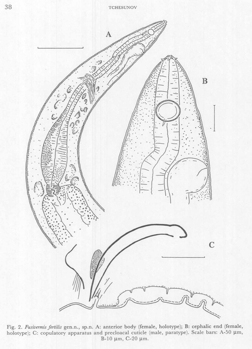 Fusivermis fertilis Tchesunov, 1996 Fusivermis fertilis Tchesunov, 1996