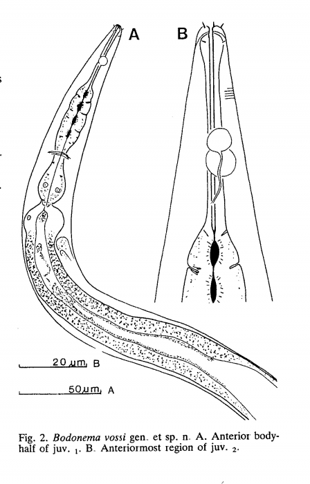 Bodonema vossi Juvenile