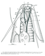 Apodontium bellum - Anterior end