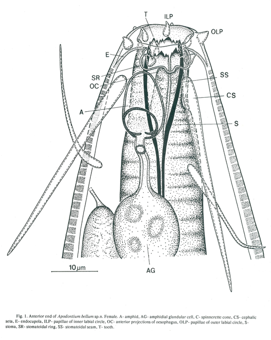 Apodontium bellum - Anterior end