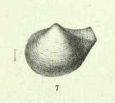 Neaera ruginosa Jeffreys, 1882Original figure, pl. 71 fig. 7, from "Porcupine" 1870 sta. 17, off W. Portugal