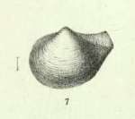 Neaera ruginosa Jeffreys, 1882Original figure, pl. 71 fig. 7, from "Porcupine" 1870 sta. 17, off W. Portugal