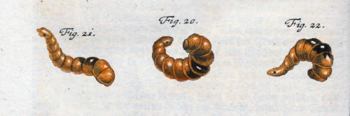 Branchiobdella astaci as first illustrated by  Rösel von Rosenhof in 1755