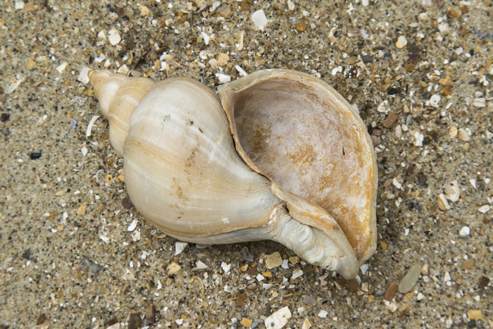 Shell of red whelk