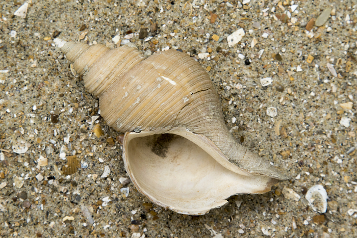 Fossile shell Neptunea angulata