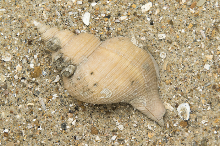 Fossile shell Neptunea angulata