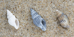 Shell small staircase cone