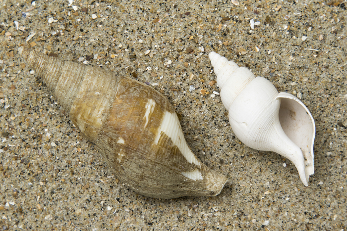 Shells Colus sp.