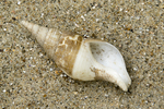 Shells Colus sp.
