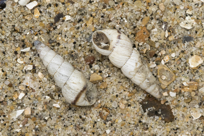 Shells pointed snai