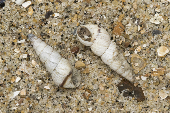 Shells pointed snai Shells pointed snai
