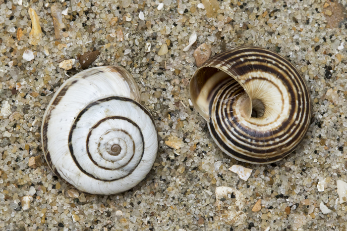 Shells vineyard snail