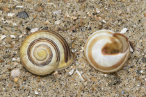 Shells grove snail