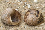 Shells garden snail