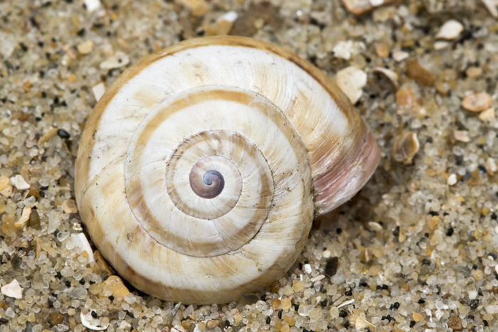 Shells white garden snail